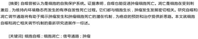 细胞自噬和凋亡机制综述,凋亡、坏死和自噬的比较？