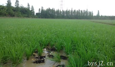 生态农业中稻鸭共作技术集成农作模式探析,鸭子是杂食性水禽，捕食昆虫和其他小动物...