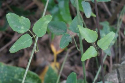 基于环境污染视域下的植物药用影响分析,环境污染如何影响植物？