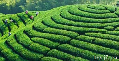 中国茶叶出口竞争力影响因素及实证分析,为什么中国茶叶没有国际竞争力的劣势