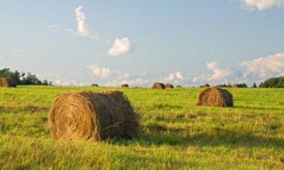 新形势下我国农业经济管理发展现状进行分析,如何提高农村经济工作的管理水平