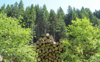 林业的发展与林业资源的培育分析,森林法把森林分为哪五类？