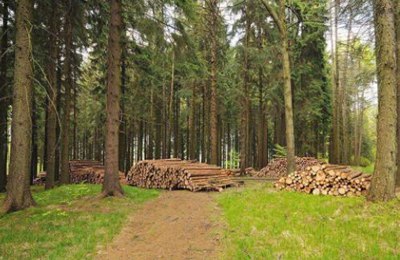 分析林业的营林方法及病虫害预防措施,林业局森林管理单位的主要业务是什么