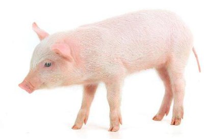 分析生猪疾病的发病表现及防治措施研究,猪肺炎支原体的防治