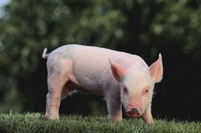 探讨猪疫病的防治抗生素药物的应用,猪如何正确使用抗生素？