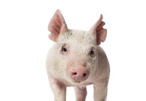 基于猪的病理剖检技术诊断猪病病理原因,猪疾病的完整集合是什么？