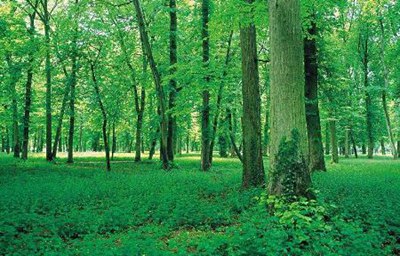 当前形势下对林业资源保护的可行性措施,次生林改造可行性研究报告