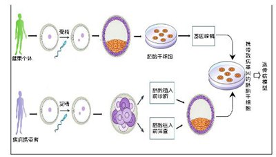 胚胎干细胞构建遗传疾病模型的意义探讨,胚胎干细胞的遗传物质在质量和数量上与受精卵相同。