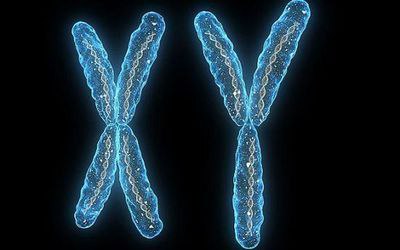 探讨男性染色体结构与数目异常,男性染色体报告说Y精子低意味着什么