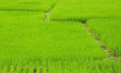 当前制约农业推广人员发展存在问题及解决的途径,中国目前的农业推广体系有哪些类型？每个都有什么特点