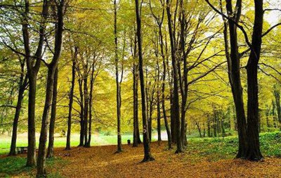 林木种苗在林业可持续发展过程中的重要作用, 林业论文