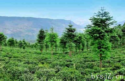 林业苗木种植的死亡原因探讨及措施研究,花卉苗木的种植和管理应该经过哪些程序？