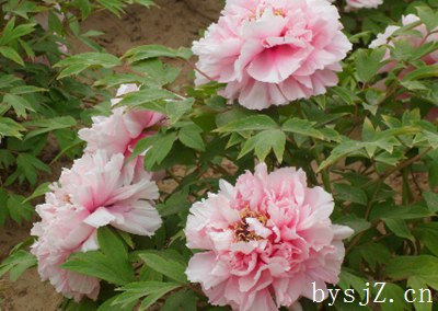 牡丹发展中的存在问题及建议,牡丹花促销是如何发展的？