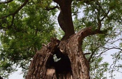 咸阳市古槐树复壮技术研究,古树名木的更新与保护及其问题