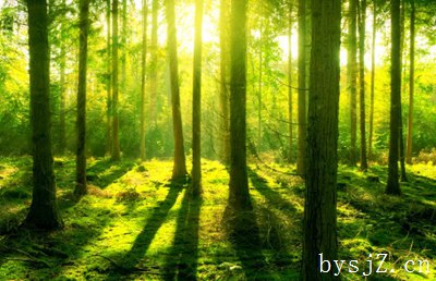 我国林业分类经营的现状与对策研究,森林分类经营的概念