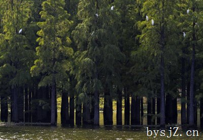 林业生态发展存在的问题与策略,林业发展方向？