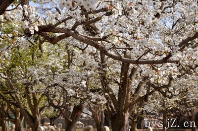 梨园区域概况及害虫材料与方法研究,如何防治梨园叶螨害虫？