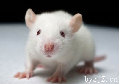 兽医硕士论文（范文6篇）,畜牧兽医毕业论文题目