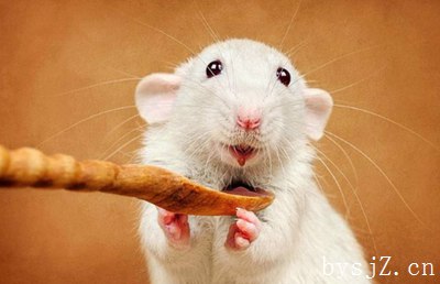 小鼠