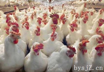 植物提取物的作用研究结果,几种植物提取物的抗氧化化学