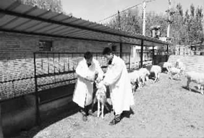 做好基层畜牧兽医动物防疫,乡(或地区)畜牧兽医站的功能是什么？