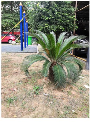 图2 普遍存在的问题 (图片来源:作者自摄)