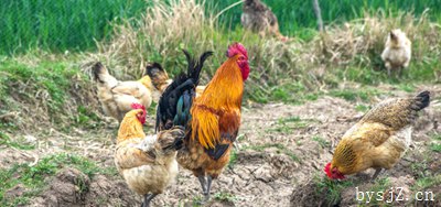散养鸡出现疫病的原因及其治疗技术推广,鸡如何预防疾病？