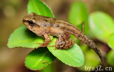 长白山林蛙养殖存在的问题与可持续策略