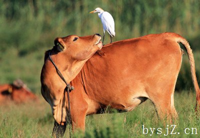 肉牛养殖业发展趋势与问题探析,养牛业未来的发展前景