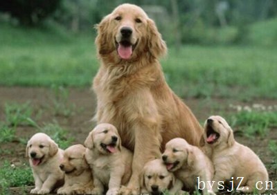 动物繁殖学研究中自主设计性试验的运用