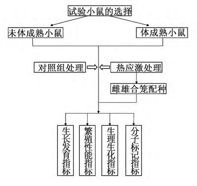 图1 热应激小鼠试验主体技术路线