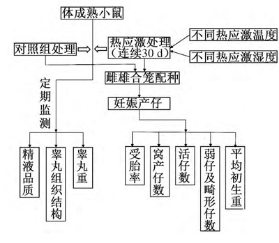 图2 某小组试验技术路线