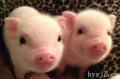 生猪高热病的诊断和治疗原则及防范方法