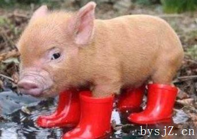 猪支原体肺炎临床表现与防范对策