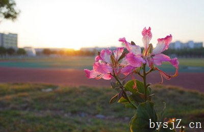 高职语文教育中学生人文素养的提升研究