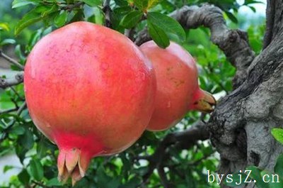 河北林果种植农户网络学习种植技术的现状分析