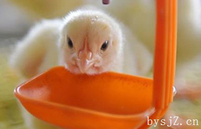 畜禽养殖污染环境的表现及治理措施