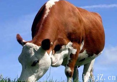 如何高效养殖育肥牛,如何饲养育肥牛