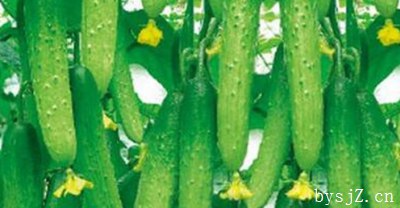 高产培育黄瓜的主要技术探析,如何管理黄瓜高产