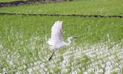 农业资源环境问题成因与解决措施