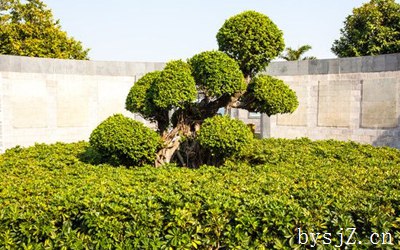 园林绿化树木整枝的作用与技术,园艺和树木修剪的日工资是多少