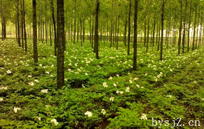 林下种养殖模式与实施技术