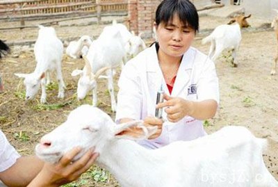 硒在羊生产上的运用,绵羊在人类生产和生活中扮演什么角色？