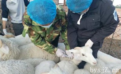 基层兽医动物防疫工作现状与对策