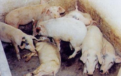 养殖场如何预防与治疗猪痢疾,如何防治仔猪痢疾？