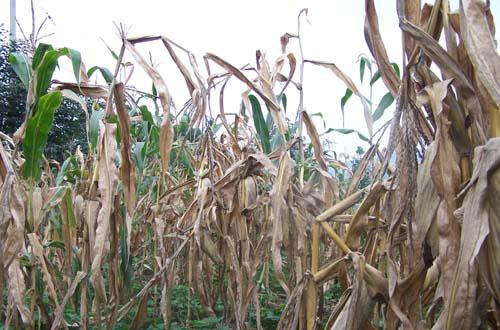 浅谈玉米常见病虫害的防治措施