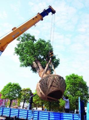 北方移栽大树的有效方案探究