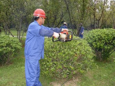 园林绿化植物种植与养护管理探究