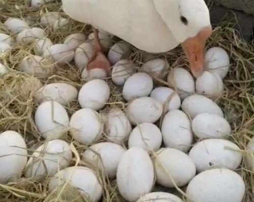 如何提升鹅种蛋的受精率,鹅蛋孵化需要多大的湿度？