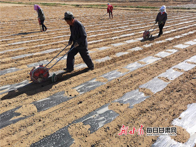 精密播种玉米的主要技术与推广